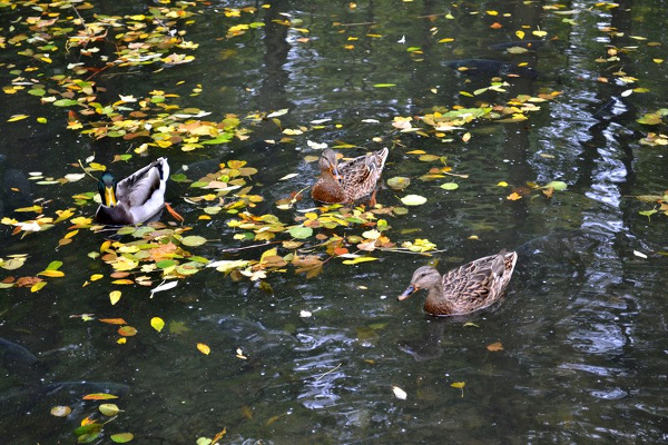 Another photo I took of the ducks at the park.