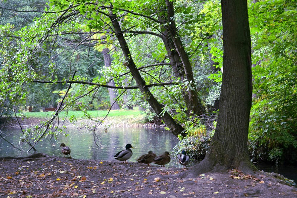 A photo of the ducks resting by the pond. 