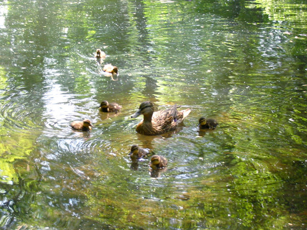The ducks on the pond. 