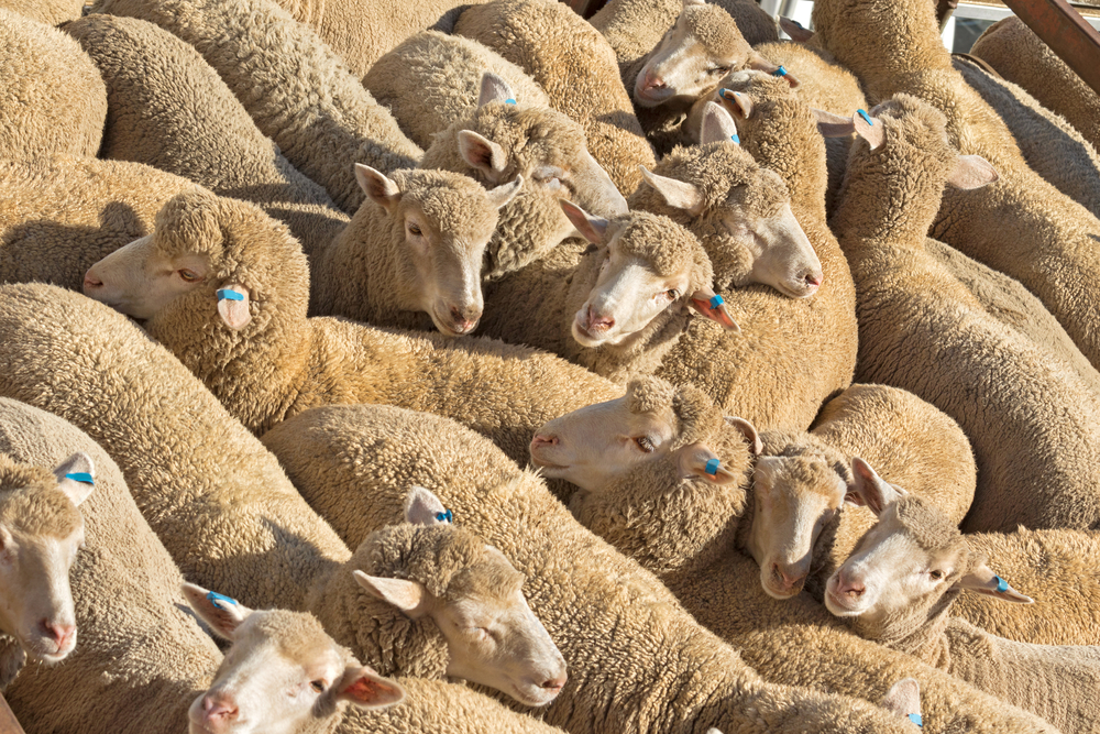 A herd of Australian sheep standing in the sun on a truck
